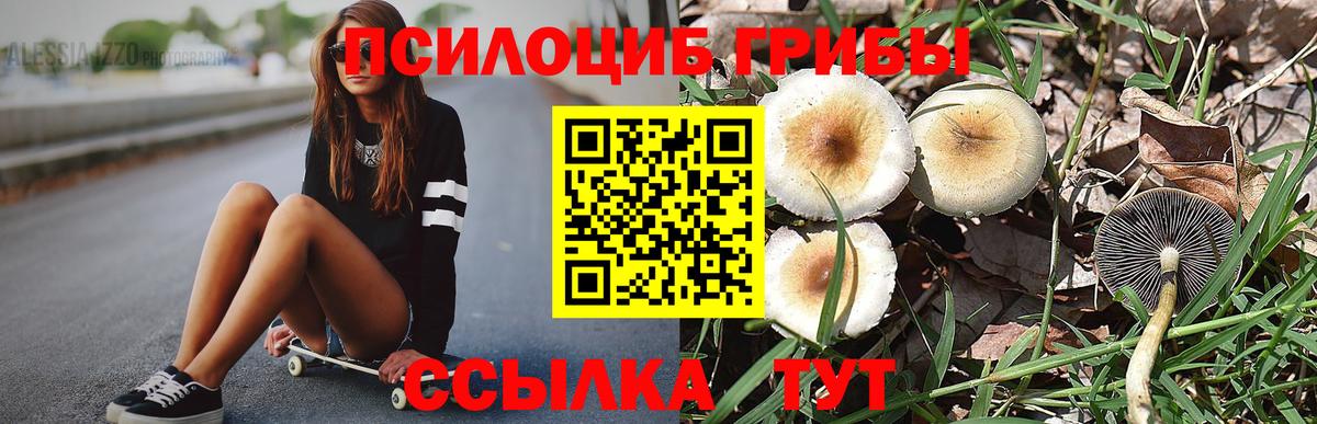 Камышин  Псилоцибиновые грибы Cubensis  Вход с VPN  Псилоцибиновые грибы GOLDEN TEACHER 